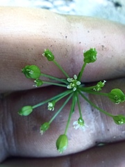 Spananthe paniculata