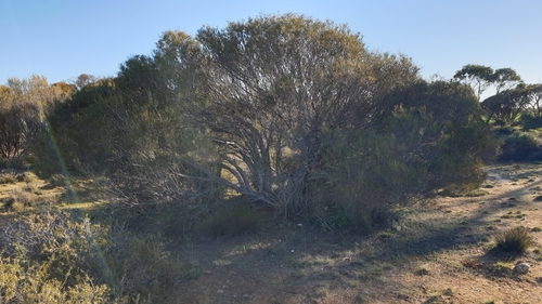 Image of Melaleuca uncinata by (c) Rosalie Lawrence, some rights reserved (CC BY)