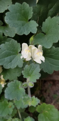 Asarina procumbens