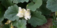 Asarina procumbens