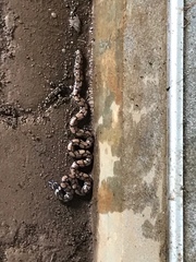 Cylindrophis maculatus