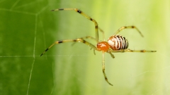 Theridion zonulatum