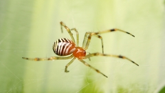 Theridion zonulatum