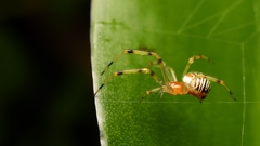 Theridion zonulatum