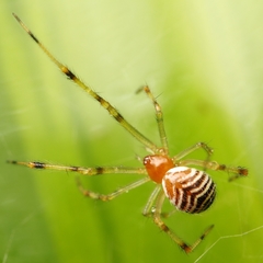 Theridion zonulatum