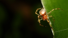 Theridion zonulatum