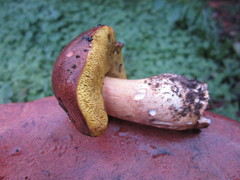 Aureoboletus citriniporus