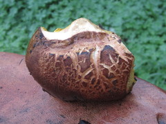 Aureoboletus citriniporus