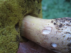 Aureoboletus citriniporus