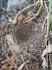 Myrmeleon formicarius