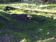 Aureoboletus citriniporus