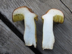 Aureoboletus citriniporus