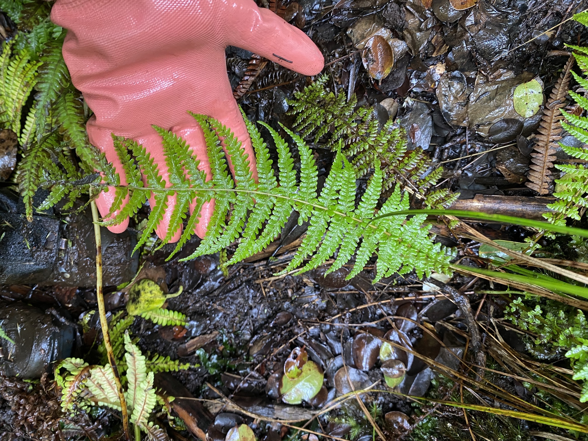 Amauropelta globulifera