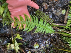 Amauropelta globulifera
