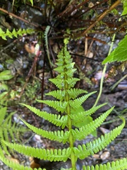 Amauropelta globulifera
