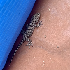 Tarentola mauritanica