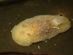 Thordisa bimaculata