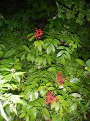 Sambucus sieboldiana