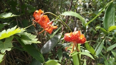 Lilium medeoloides
