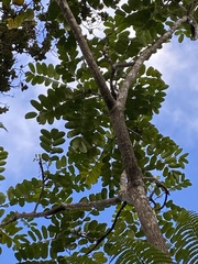 Nothocestrum longifolium