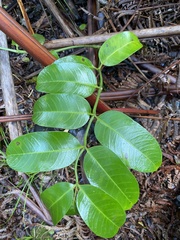 Nothocestrum longifolium