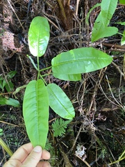 Nothocestrum longifolium