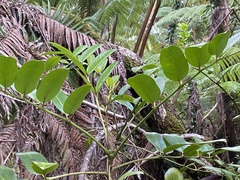 Nothocestrum longifolium