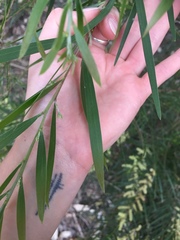 Acacia maidenii