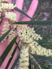 Acacia maidenii