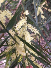 Acacia maidenii