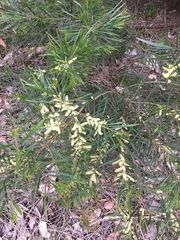 Acacia maidenii