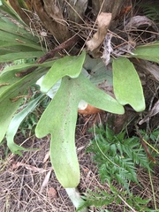 Platycerium superbum