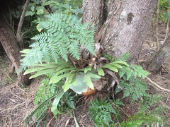 Platycerium superbum