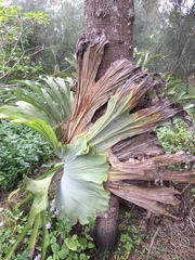 Platycerium superbum