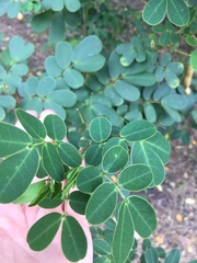 Senna pendula glabrata