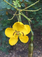 Senna pendula glabrata