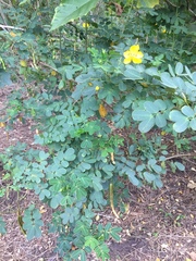 Senna pendula glabrata