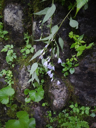 Image of Scattered Ladybell (Adenophora remotiflora) by (c) Junichi　Mandai, some rights reserved (CC BY)