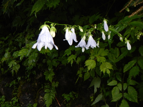 Adenophora remotiflora, photograph 4