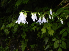 Adenophora remotiflora