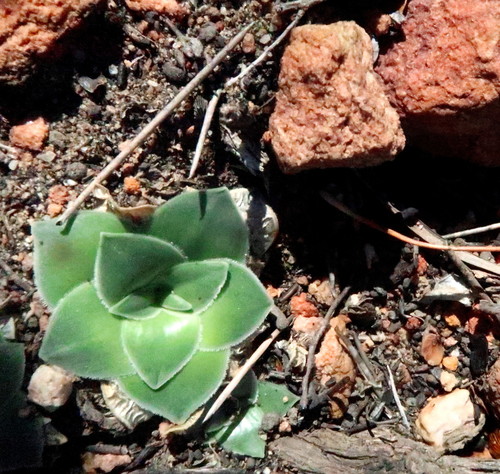 Image of Drimia ciliata by no rights reserved