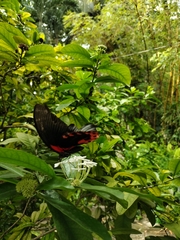 Papilio rumanzovia