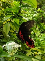 Papilio rumanzovia