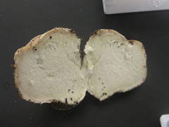 Mycenastrum corium