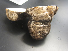 Mycenastrum corium
