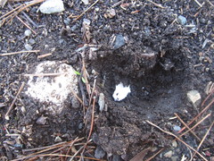 Mycenastrum corium
