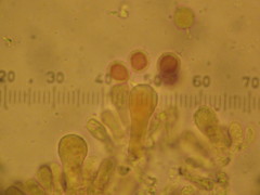 Mycenastrum corium