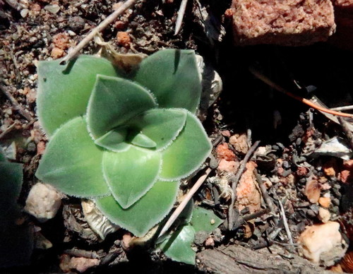Drimia ciliata