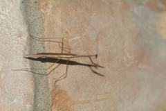 Bistanta mexicana