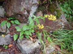 Solidago virgaurea asiatica